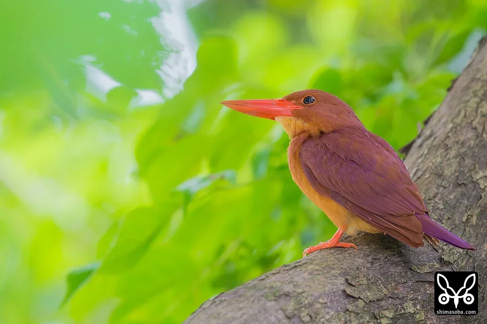 リュウキュウアカショウビン