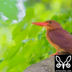 リュウキュウアカショウビン