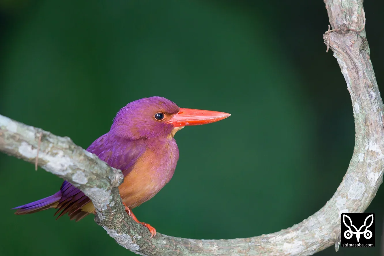 リュウキュウアカショウビン