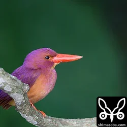 リュウキュウアカショウビン