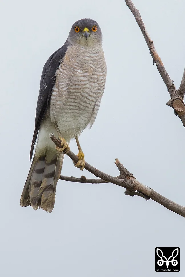 リュウキュウツミ