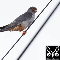 電線止まりですが珍鳥なので…。^^;