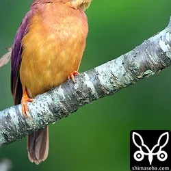リュウキュウアカショウビン