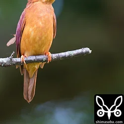 リュウキュウアカショウビン