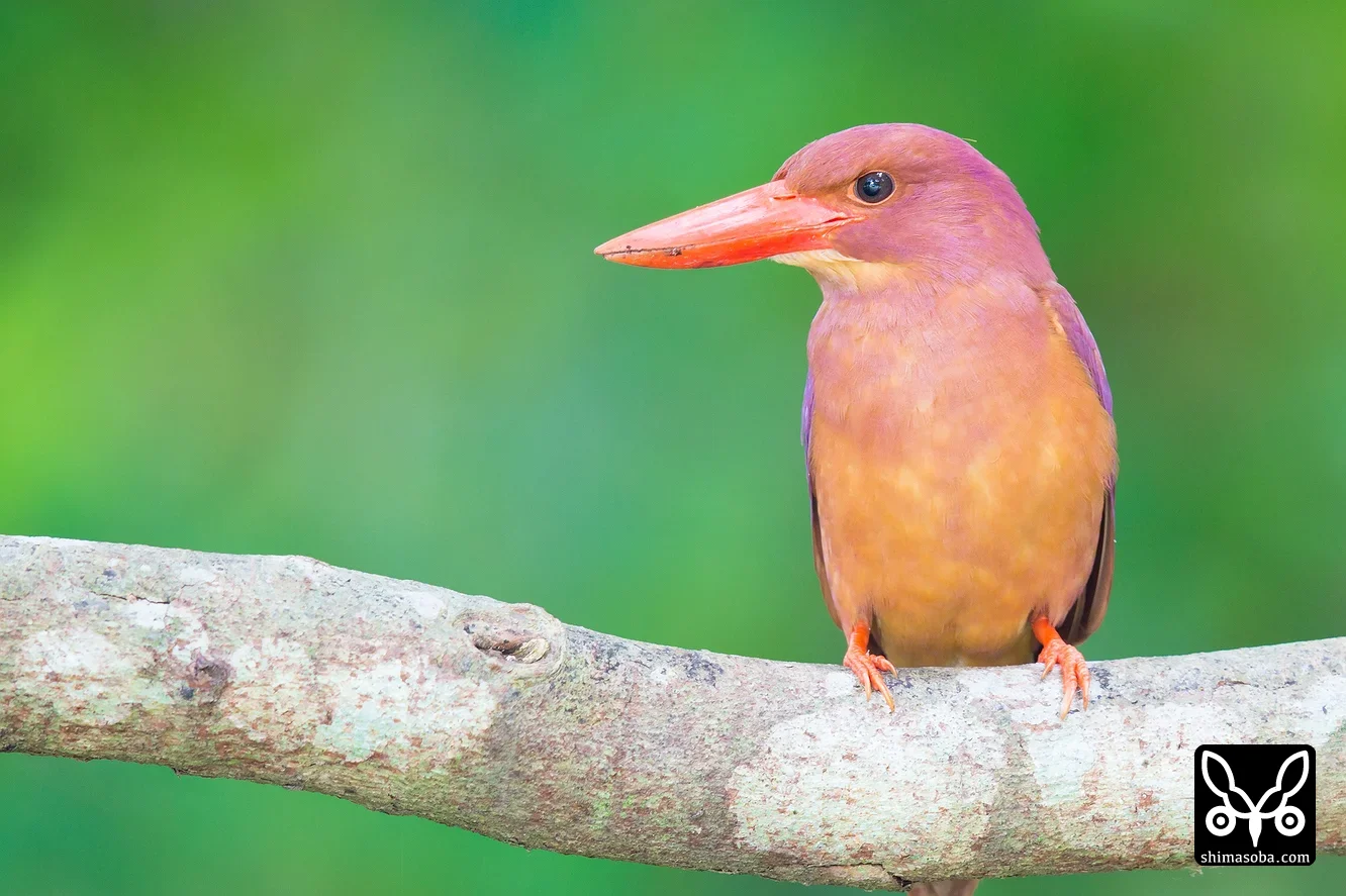リュウキュウアカショウビン