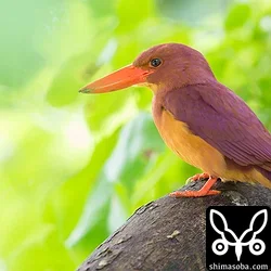 リュウキュウアカショウビン