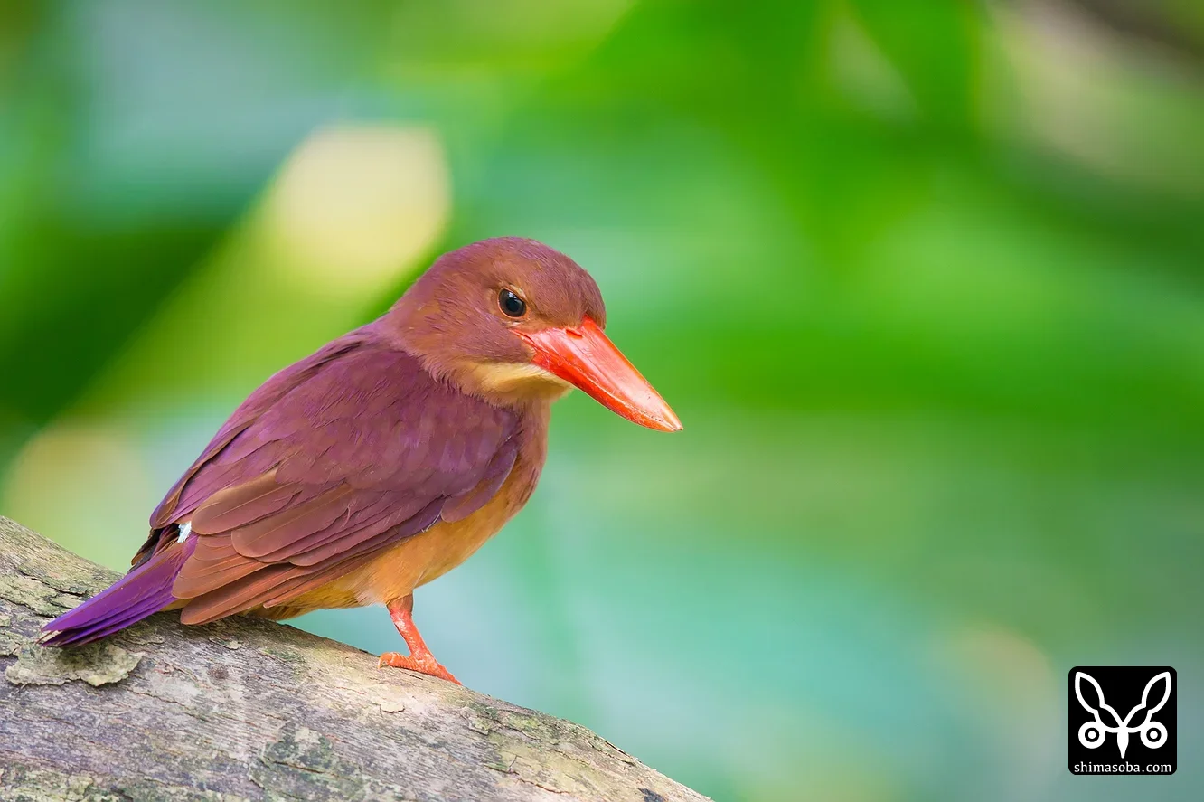 リュウキュウアカショウビン