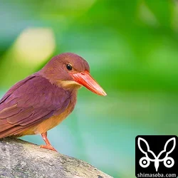 本日のリュウキュウアカショウビン
