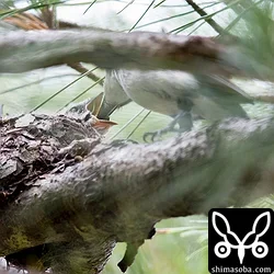リュウキュウサンショウクイ