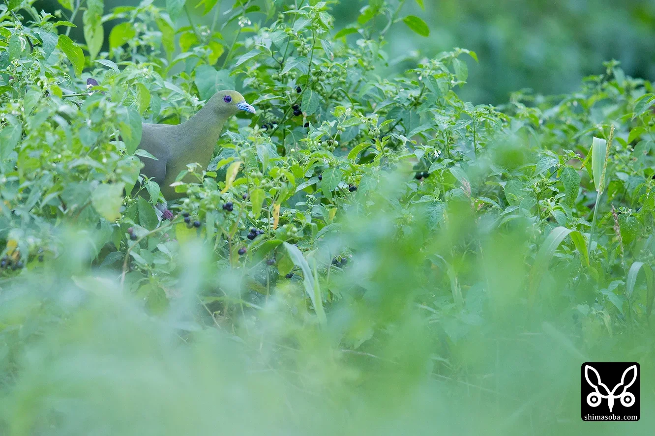 チュウダイズアカアオバト