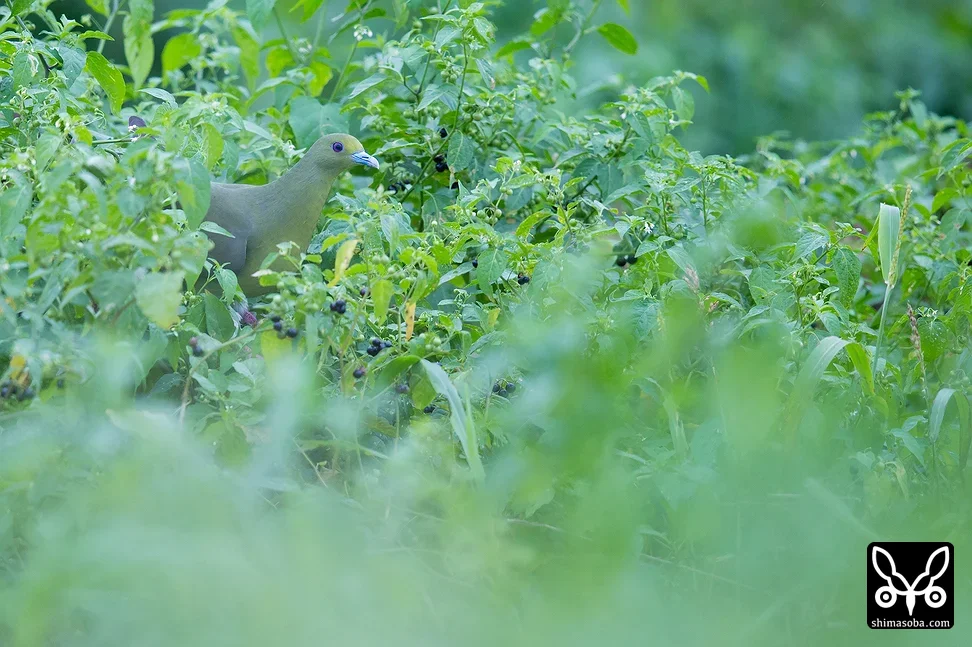 チュウダイズアカアオバト