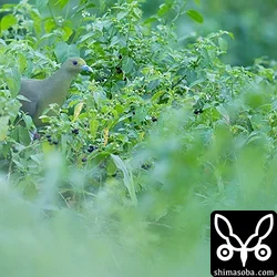 チュウダイズアカアオバト
