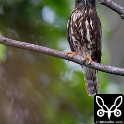 藪を歩いていたら、アオバズクが飛び出しました。