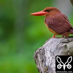 リュウキュウアカショウビン