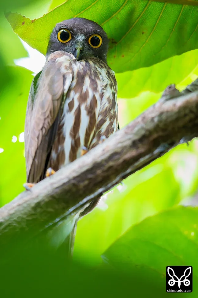 リュウキュウアオバズク