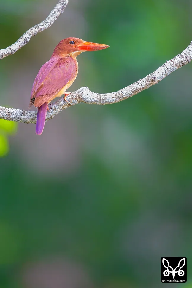 リュウキュウアカショウビン