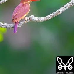 リュウキュウアカショウビン