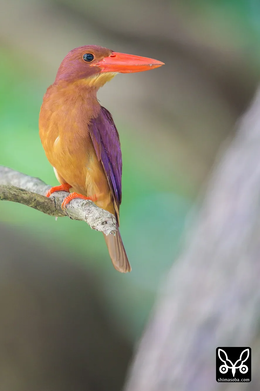 リュウキュウアカショウビン