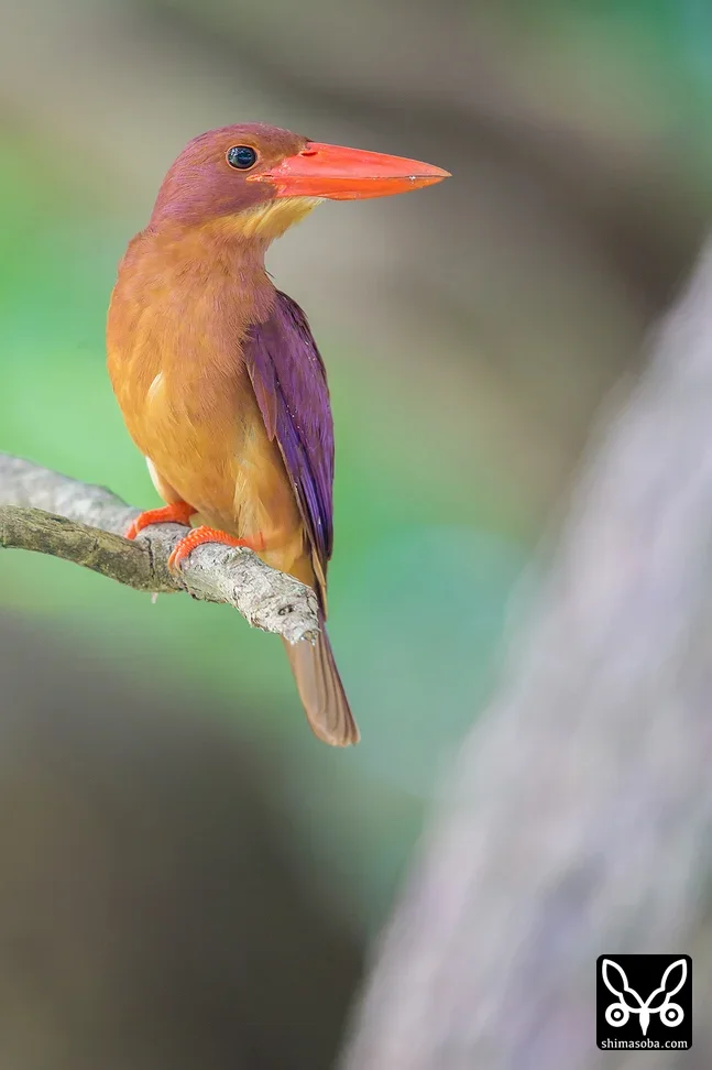 リュウキュウアカショウビン