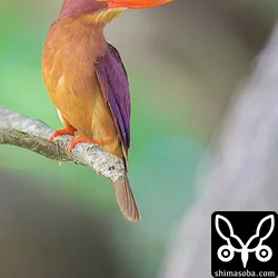 リュウキュウアカショウビン