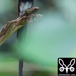 リュウキュウサンコウチョウ