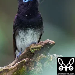 リュウキュウサンコウチョウ