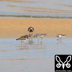 キョウジョシギ、キアシシギ、トウネン。