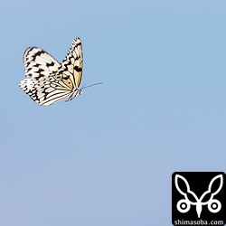 オオゴマダラが海を渡って行きました。オオゴマダラに限らず、いろいろな蝶の海上を飛ぶ姿を見るのですが、彼らは目的をもって渡っているのだろうか?
