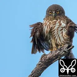 リュウキュウアオバズク