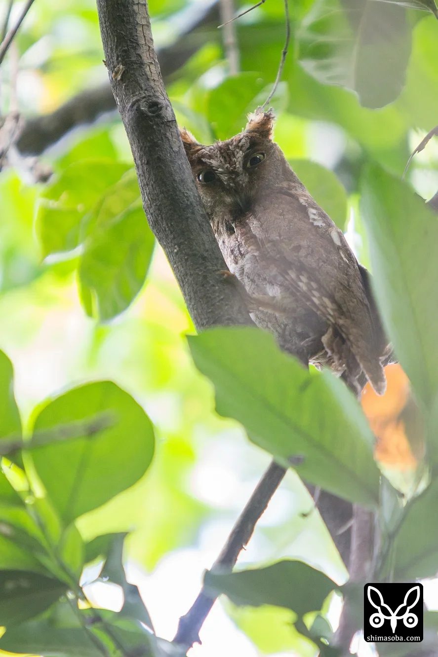 リュウキュウコノハズク