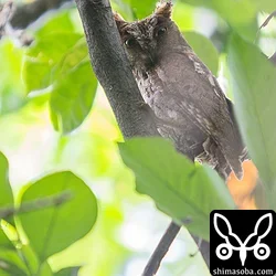 リュウキュウコノハズク
