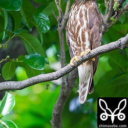 こちらのアオバズクはカラスが騒いでも無視。