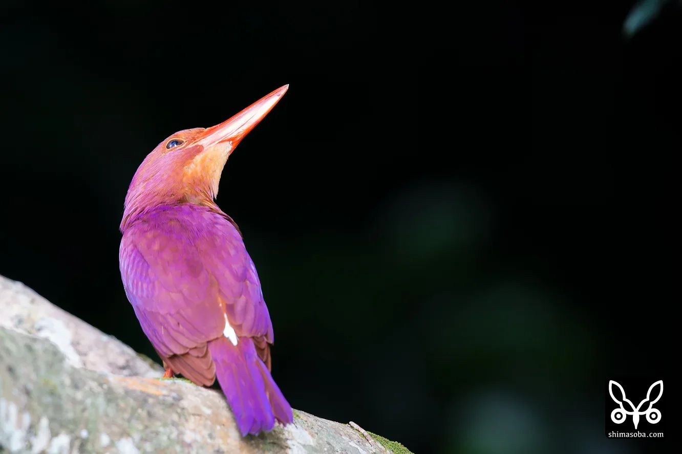 リュウキュウアカショウビン