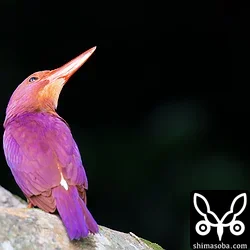 リュウキュウアカショウビン