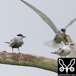 成鳥と幼鳥。