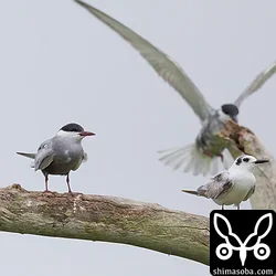 クロハラアジサシ