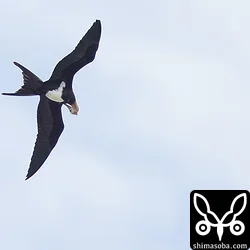 コグンカンドリ、オオアジサシなど海辺の野鳥たち