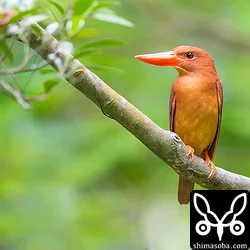 リュウキュウアカショウビン