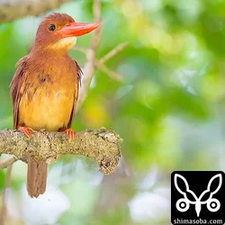 リュウキュウアカショウビン
