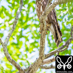 アオバズクがセンダンの木に止まっていました。どの木が営巣木かは不明。