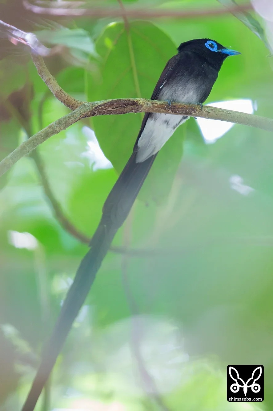 リュウキュウサンコウチョウ