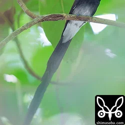 リュウキュウサンコウチョウ