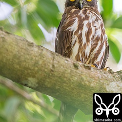 アオバズクはガジュマルの大木で休んでいました。