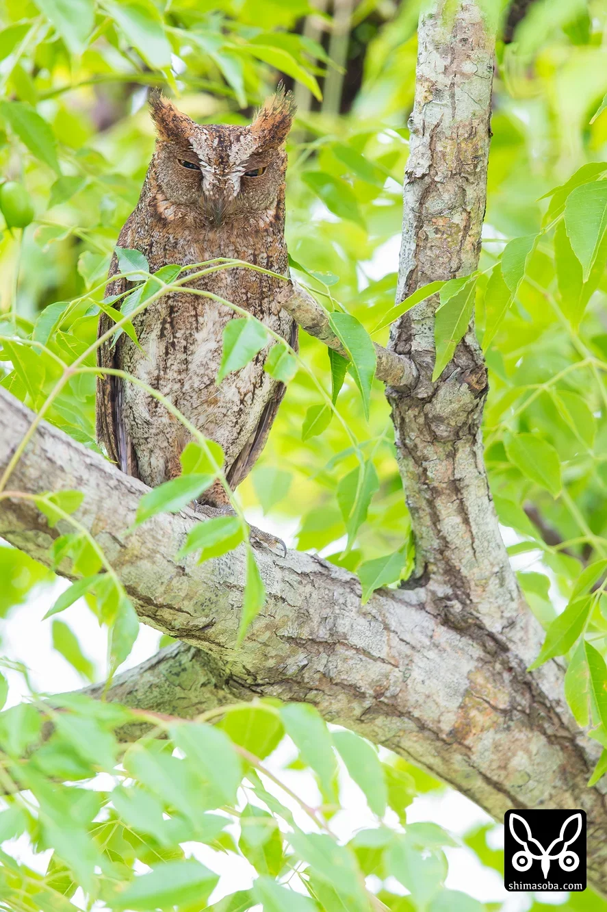 リュウキュウコノハズク