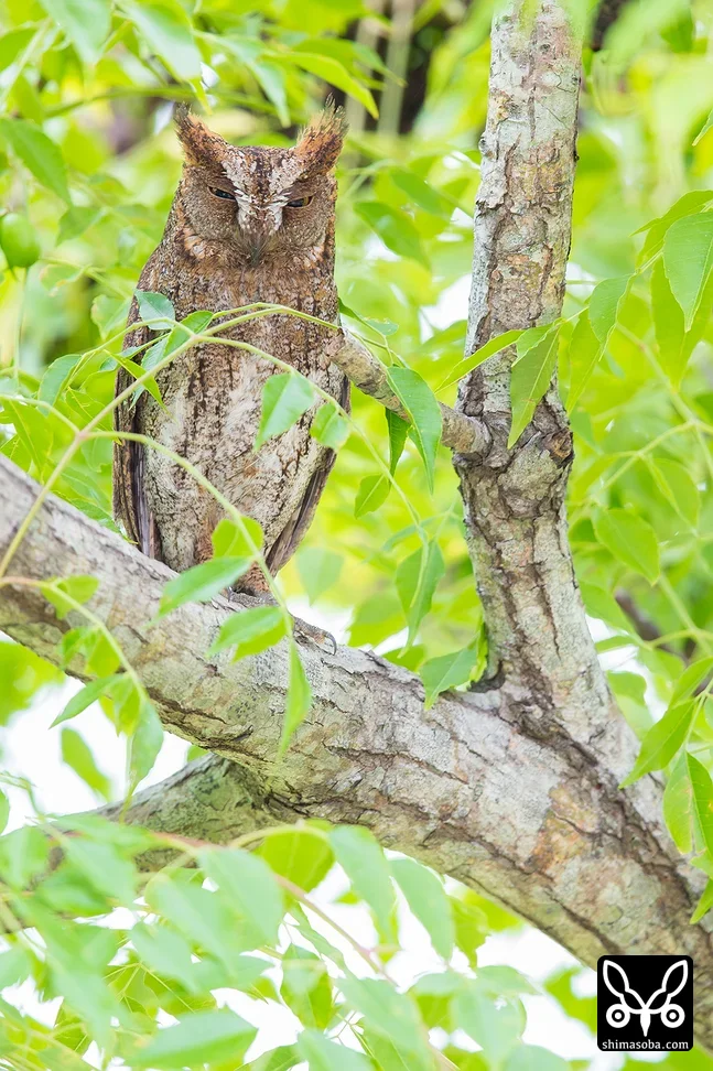 リュウキュウコノハズク