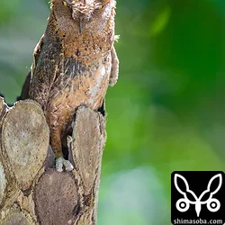リュウキュウコノハズク