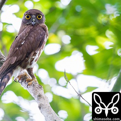 アオバズクはいつもとは少し違う木で見張りをしていました。ここのペアは今年初観察なので、何日ごろに巣立つか見当がつきませんので鳥友たちと毎日チェックです。