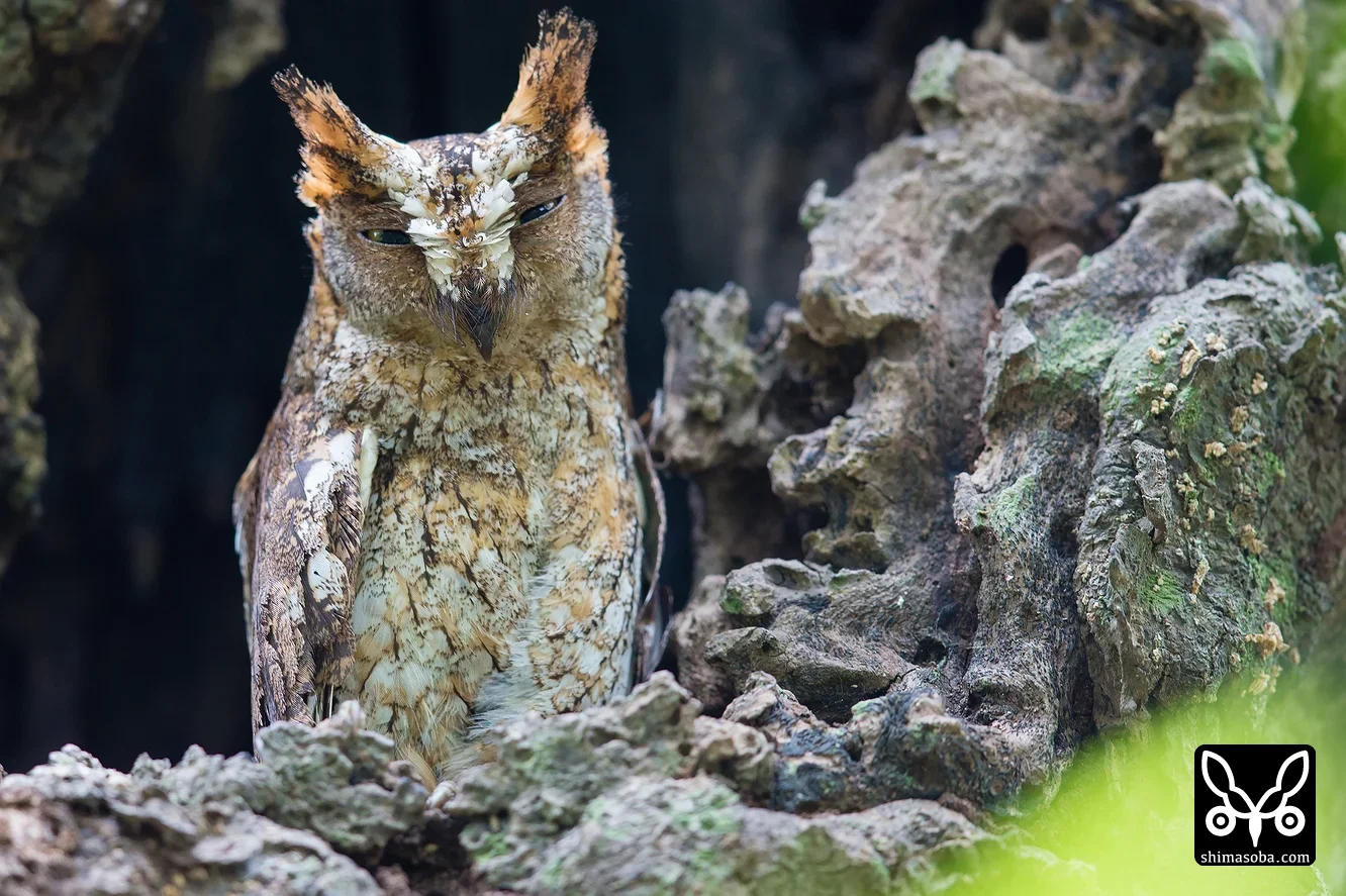 リュウキュウコノハズク