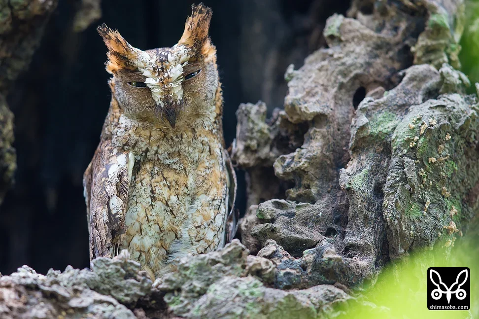 リュウキュウコノハズク