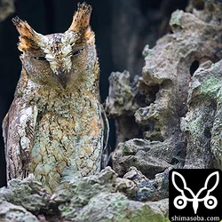 リュウキュウアオバズクとリュウキュウコノハズク営巣